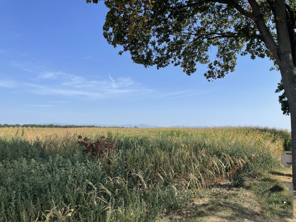 Terrain à bâtir de 608 m² à DESSENHEIM (68)
